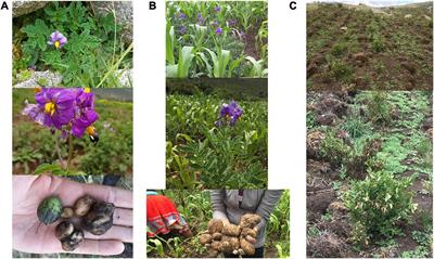 Natural and Cultural Processes Influencing Gene Flow Among Wild (atoq papa), Weedy (araq papa and k’ipa papa), and Crop Potatoes in the Andean Region of Southern Peru